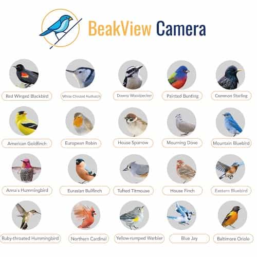 BeakView Bird Feeder Camera